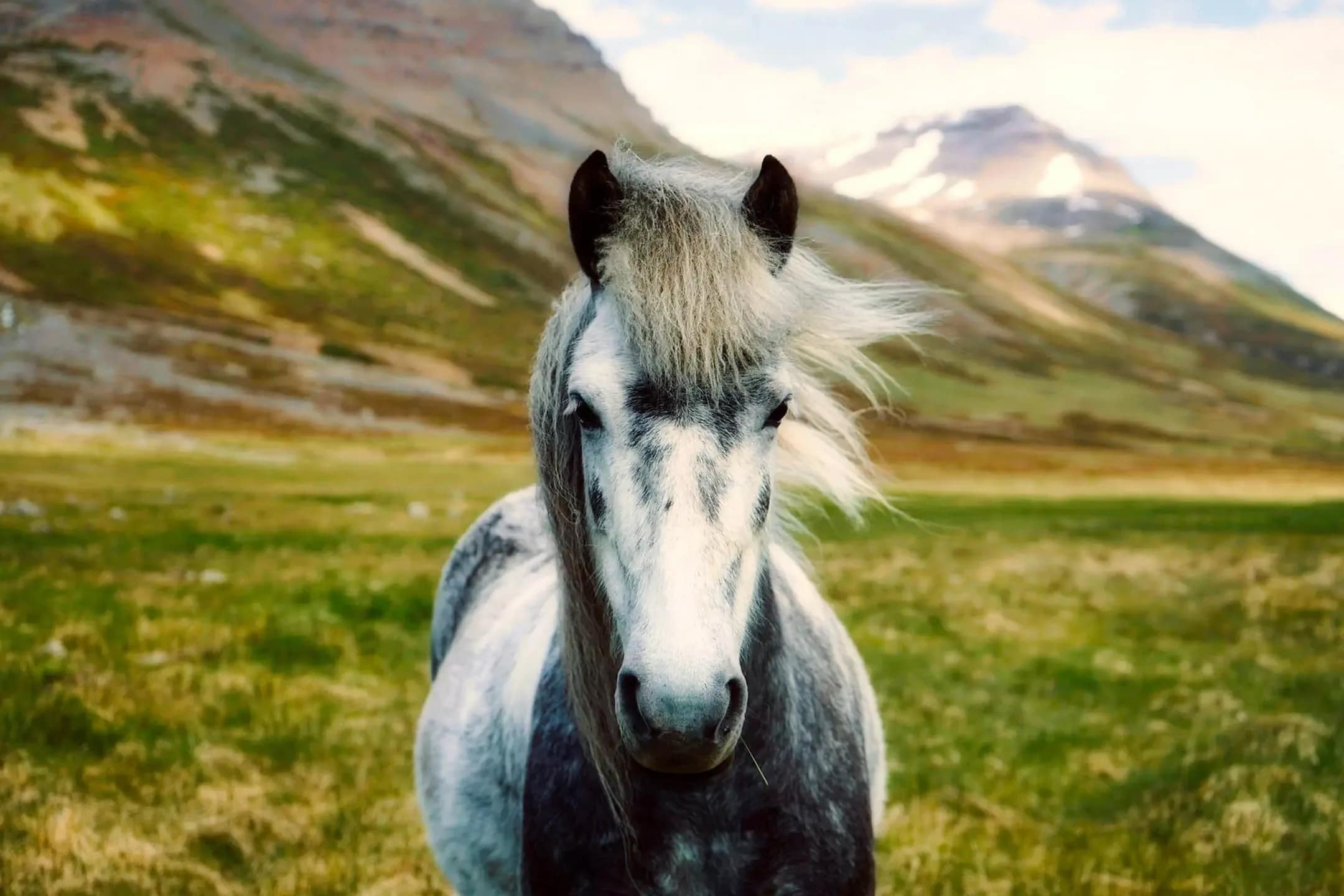Close up of an Icelandic horse with a windswept mane standing in a green mountain valley in Iceland.