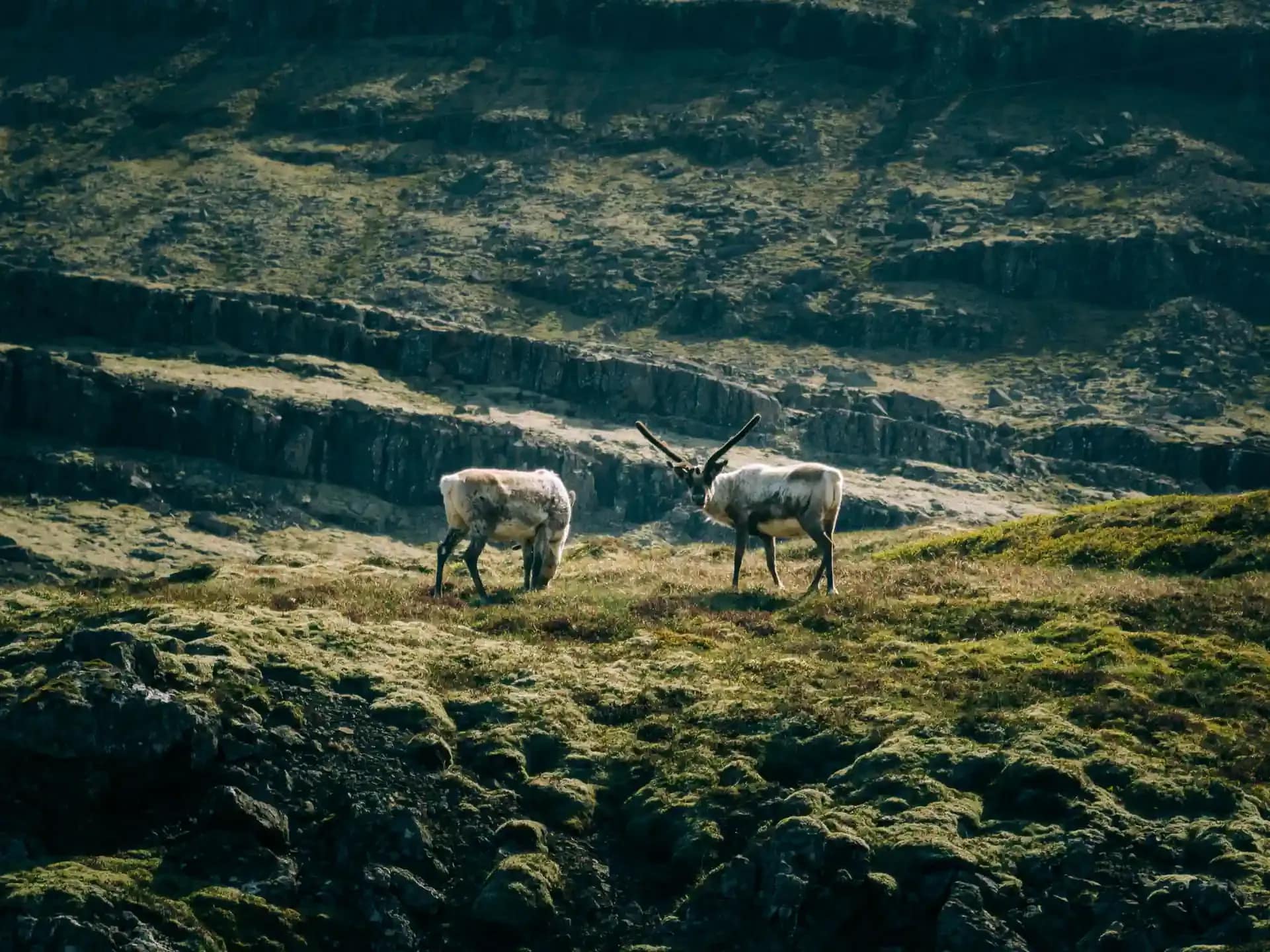Two wild reindeer grazing on a mossy green hillside in the Eastfjords of Iceland with rugged rocky mountains in the background
