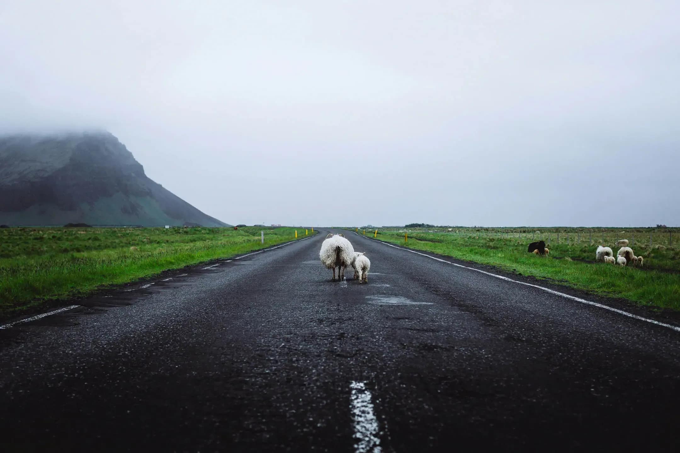 Icelandic sheep standing in the middle of a road blocking a campervan