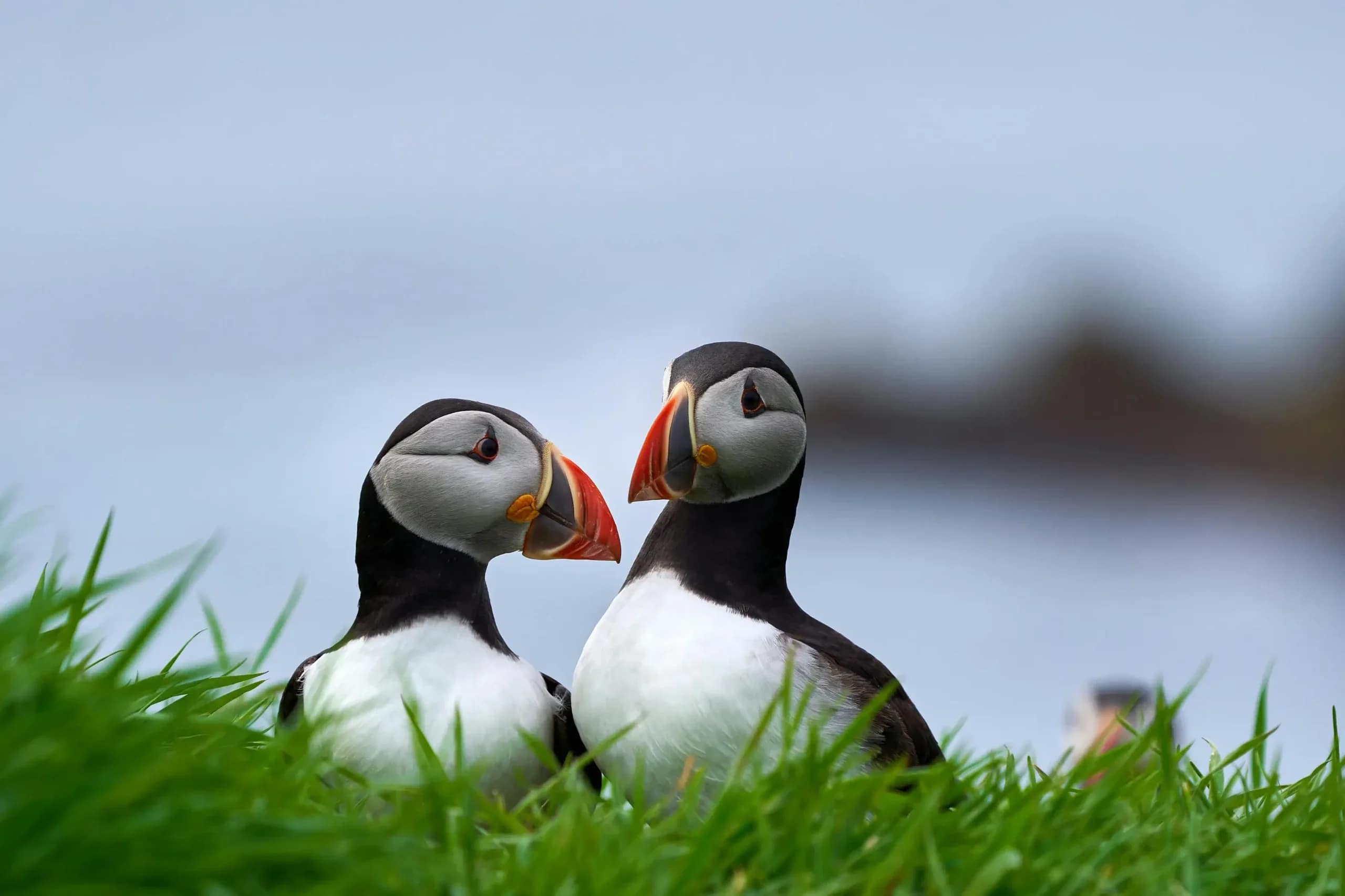 Two Atlantic puffins standing close together in green grass in Iceland, showing their colorful orange beaks and black and white feathers.