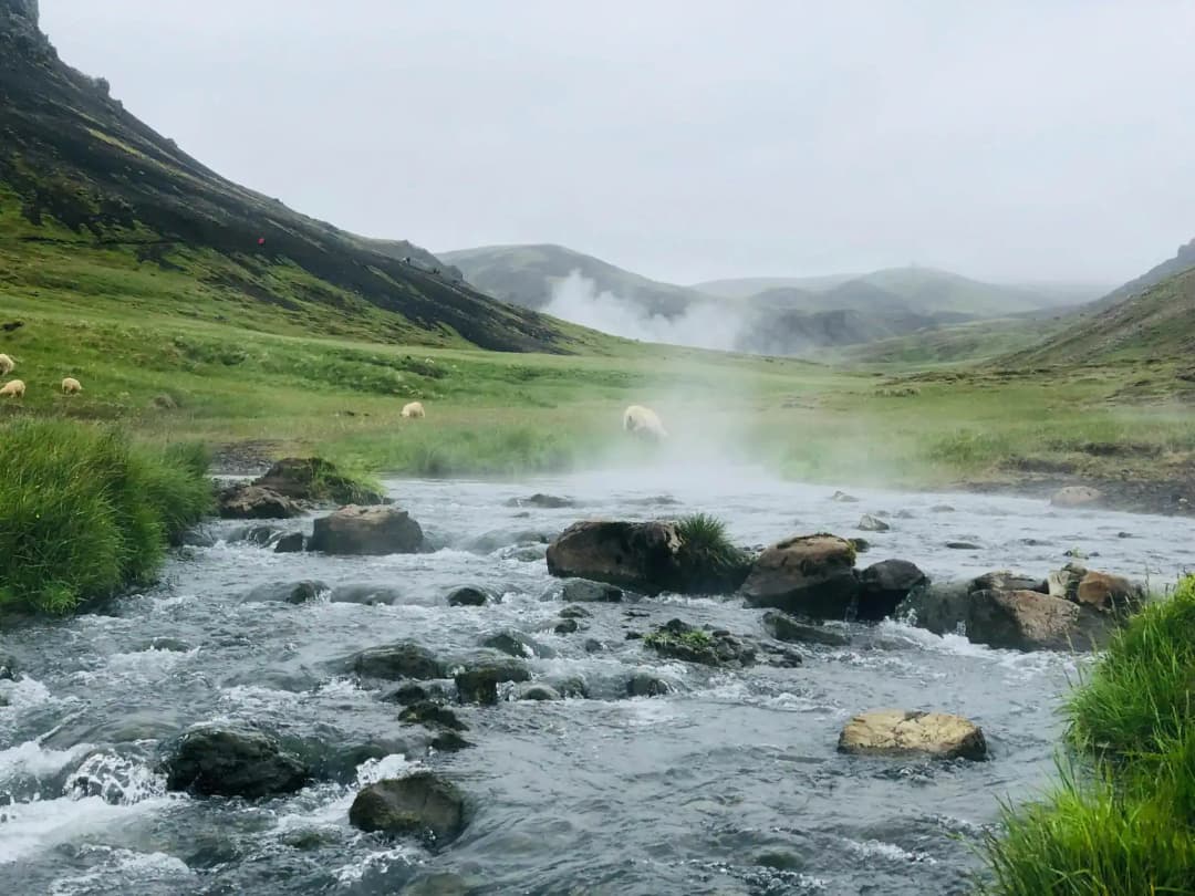 冰岛绿色山谷里冒着热气的温泉河，旁边有绵羊在吃草