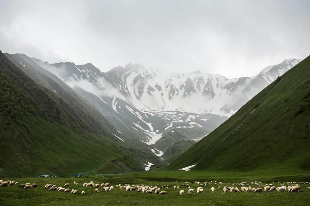 一群羊在开阔的绿色山谷里吃草，四周是陡峭的山，山上还有残雪