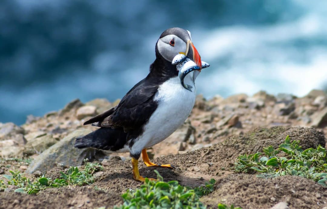 一只海鹦嘴里叼着几条小鱼，站在冰岛海边的岩石上