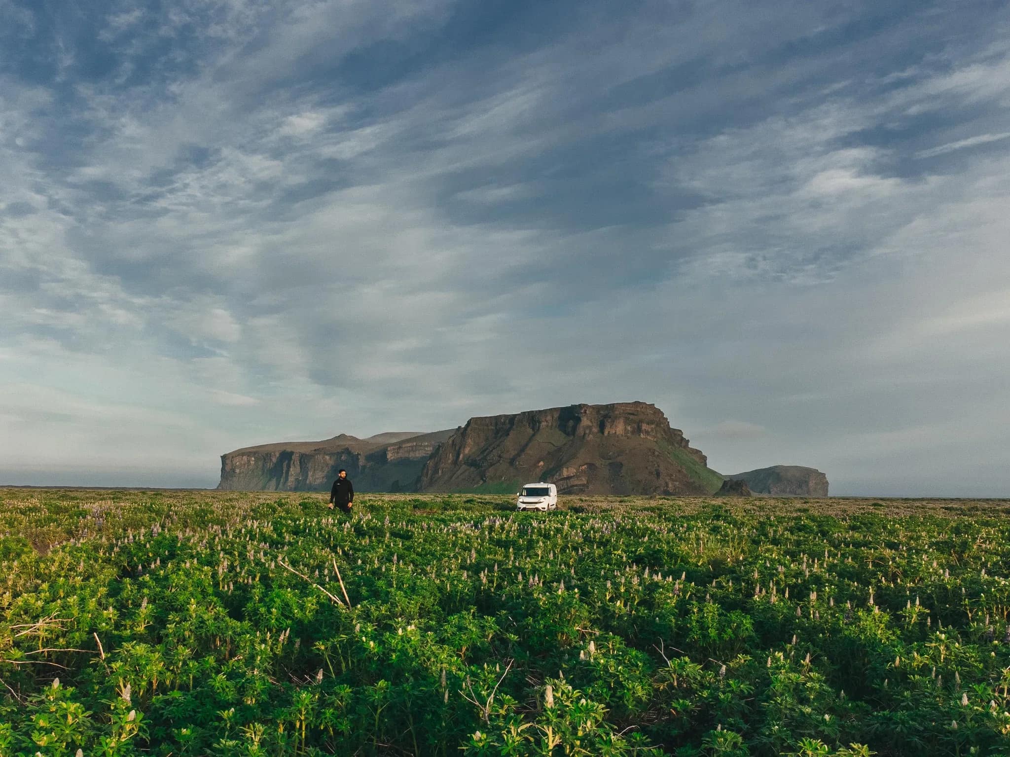 Traveller beside a Foxie camper in an Iceland lupine field