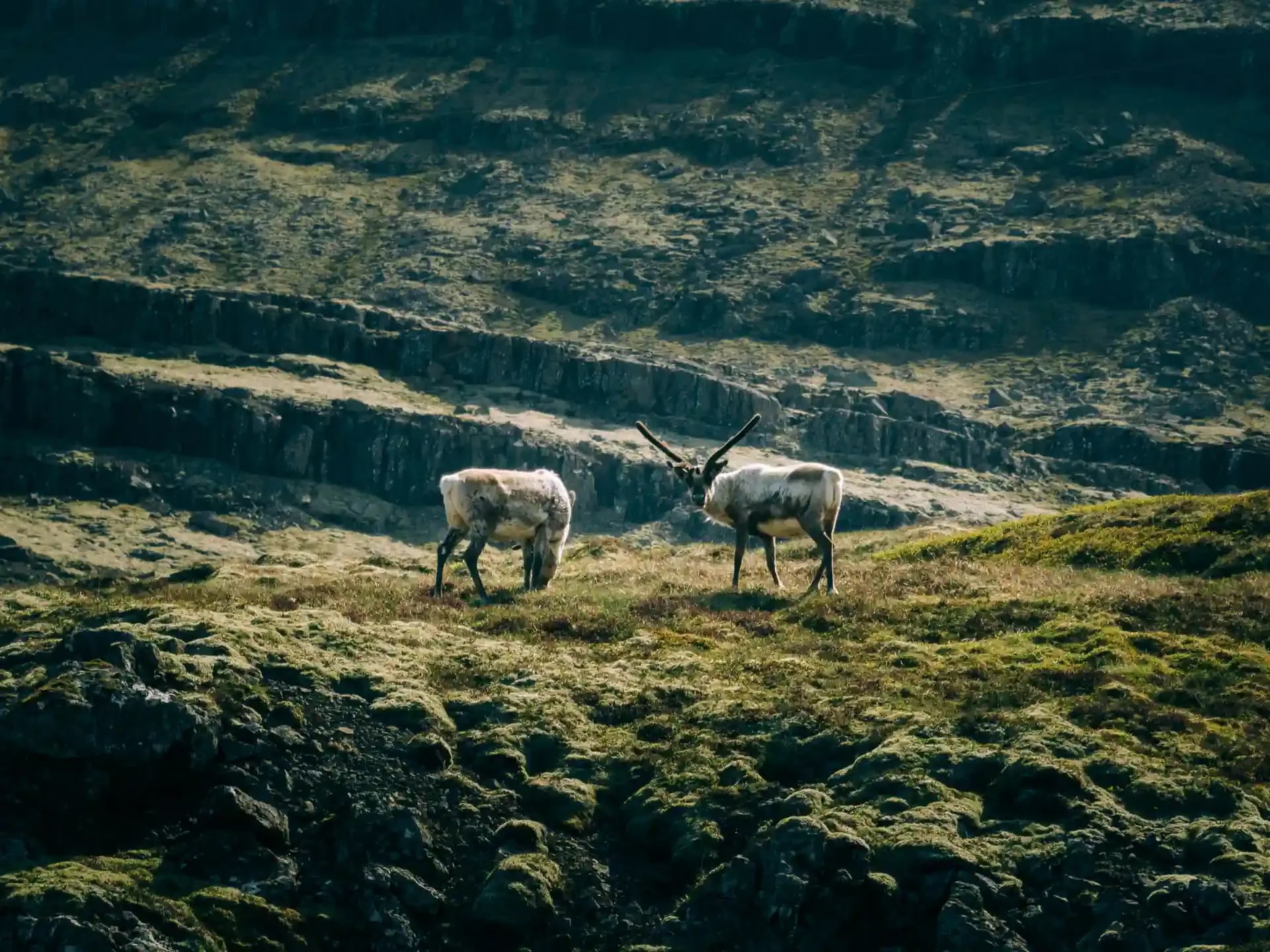 Two wild reindeer grazing on a mossy green hillside in the Eastfjords of Iceland with rugged rocky mountains in the background