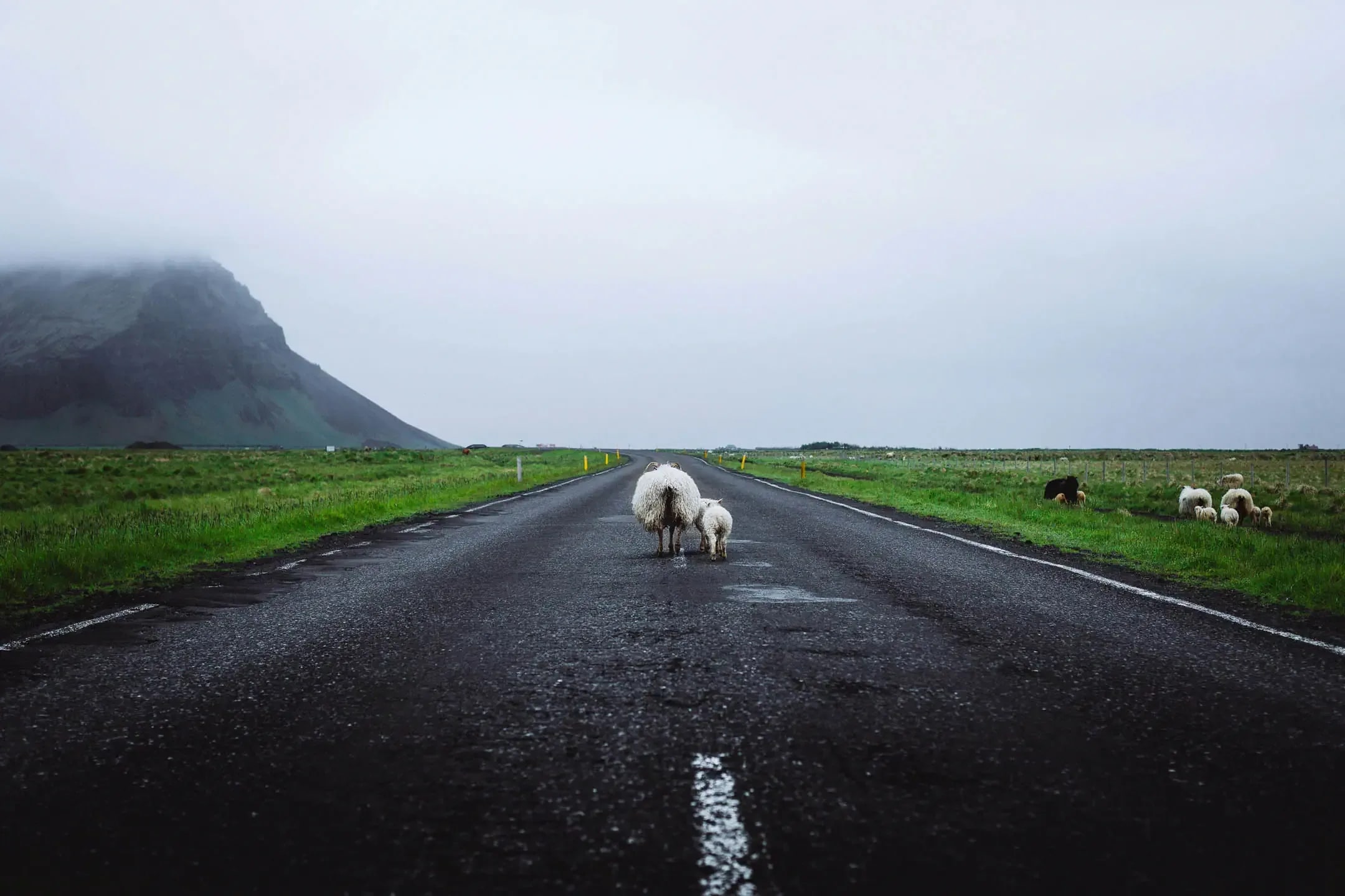 Icelandic sheep standing in the middle of a road blocking a campervan