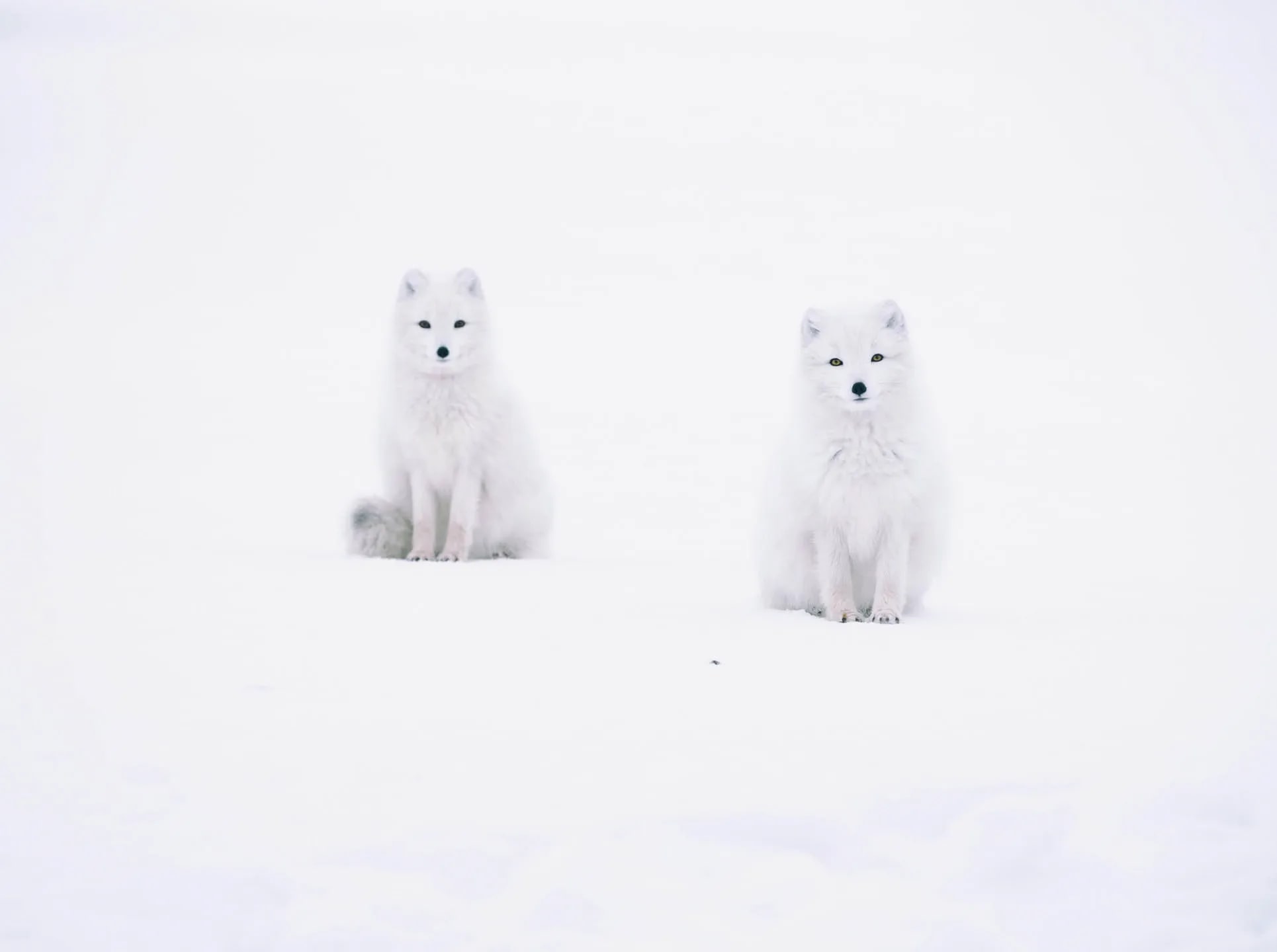Two White Morph Arctic foxes with pure white winter camouflage sitting in the Icelandic snow.